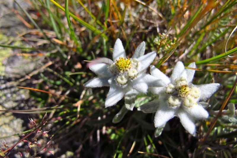 Alpine flowers you can see on your hikes in Chamonix