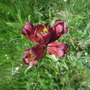 Alpine flora to be seen on hikes around Chamonix