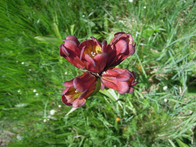 Alpine flora to be seen on hikes around Chamonix